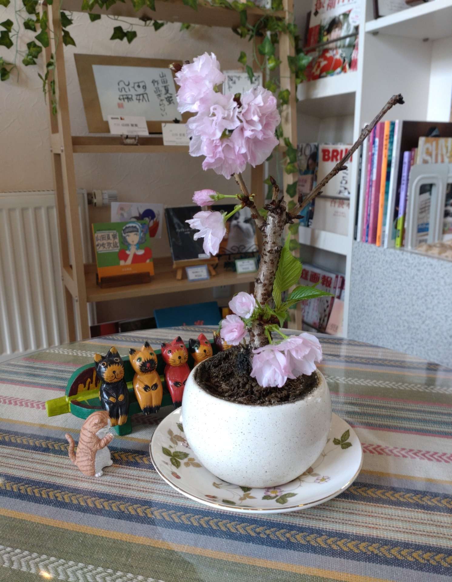 白石区の美容室・オーガニックサロンBOO-FOO-WOOの盆栽（桜）が！